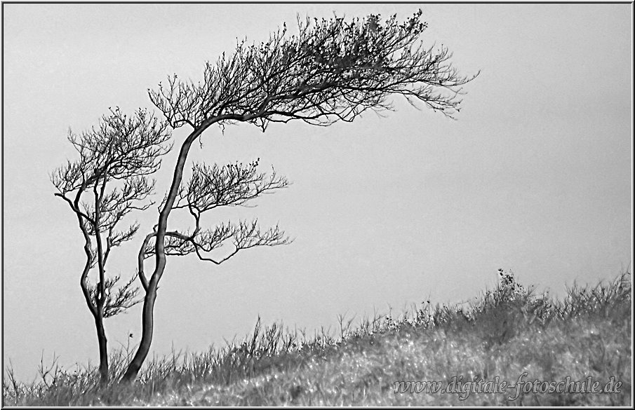 Ein Foto aus meinem Online-Album der Digital-Fotogalerie, Rubrik “Am Darss im Herbst”. Ein Foto aus meinem Online-Album der Digital-Fotogalerie, Rubrik “Am Darss im Herbst”.