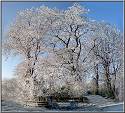 Baum_im_Schnee_Unna_Massen_kl