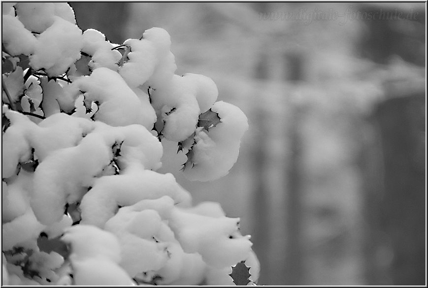 Winter_2010_DSC06932